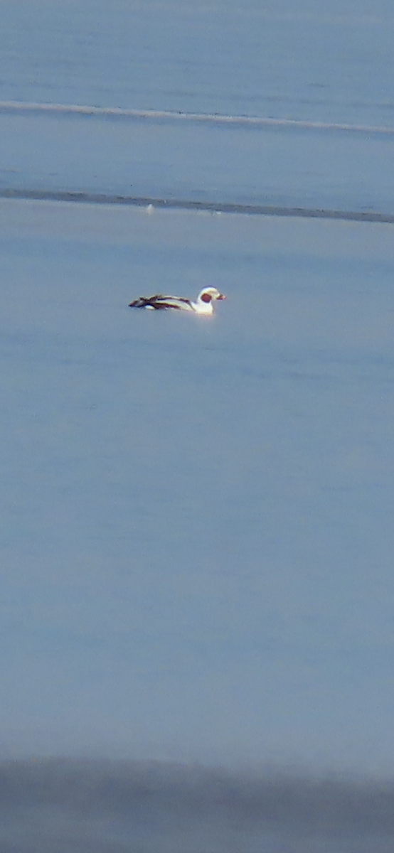 Long-tailed Duck - ML614830799