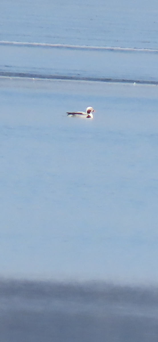 Long-tailed Duck - ML614830800