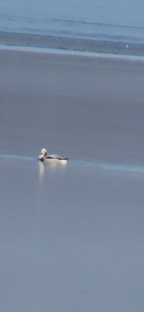 Long-tailed Duck - ML614830801