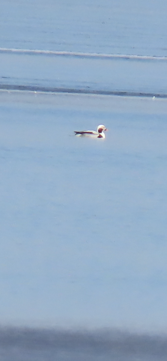 Long-tailed Duck - ML614830802