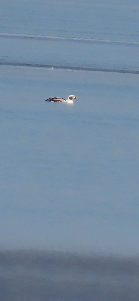 Long-tailed Duck - ML614830803