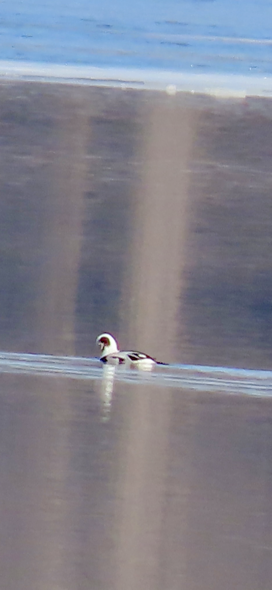 Long-tailed Duck - ML614830804