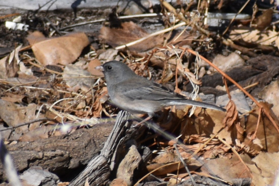 Junco ardoisé - ML614830812