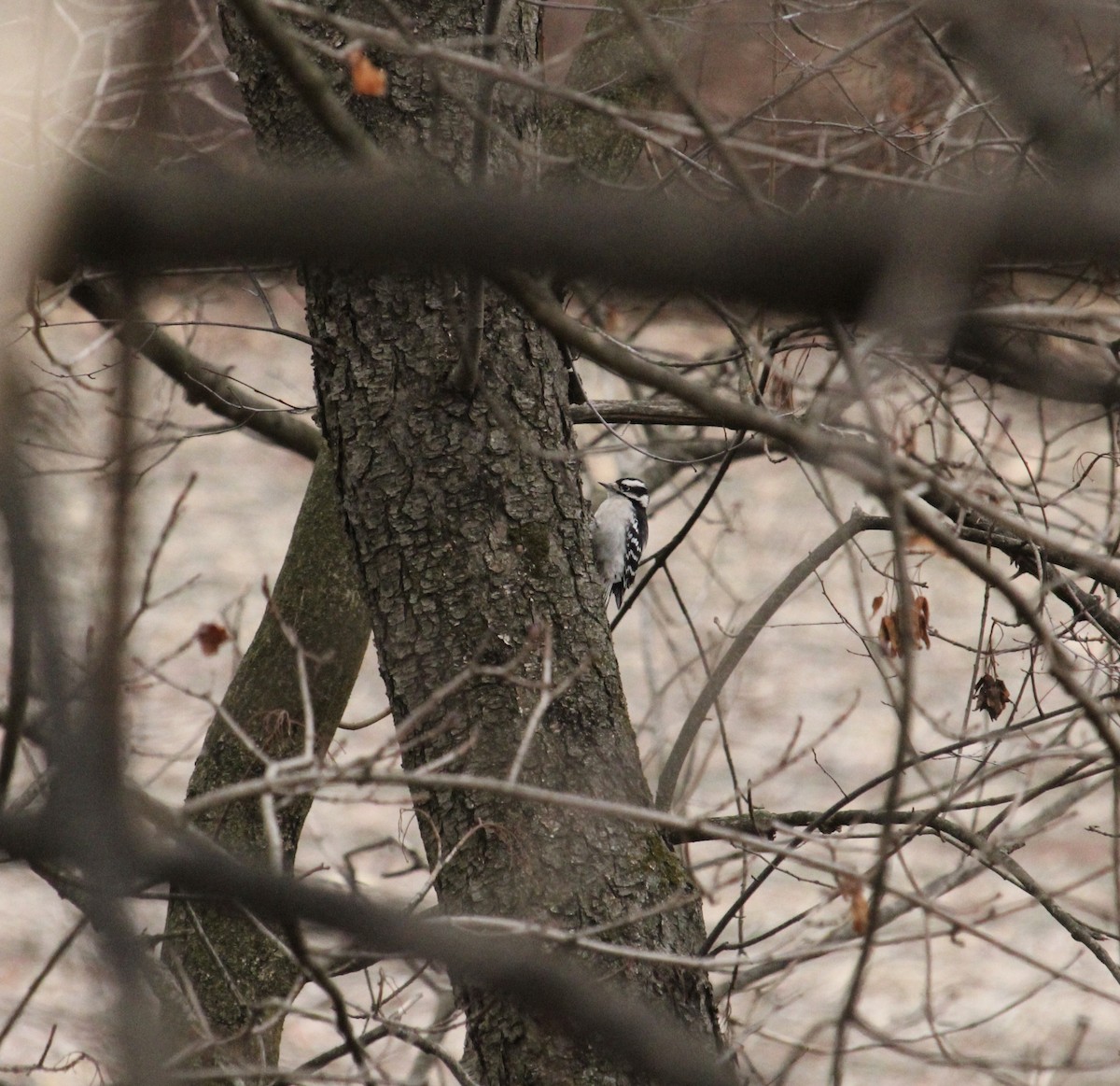 Downy Woodpecker - ML614830862