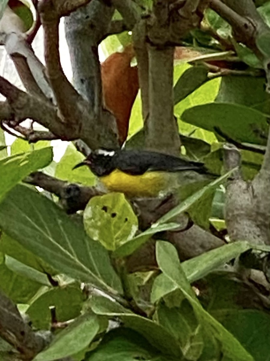 Bananaquit - Nathan Long