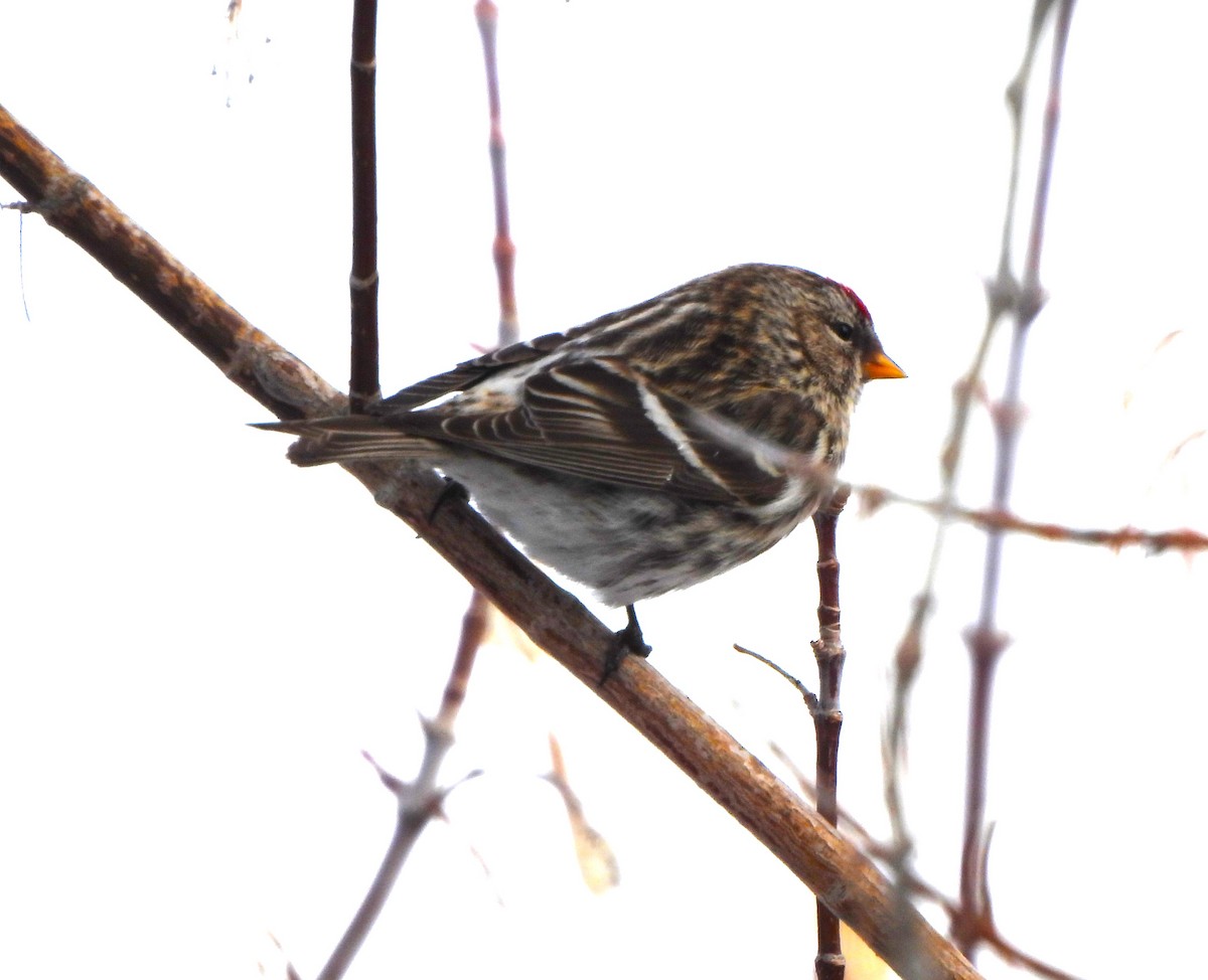 Common Redpoll - ML614831020