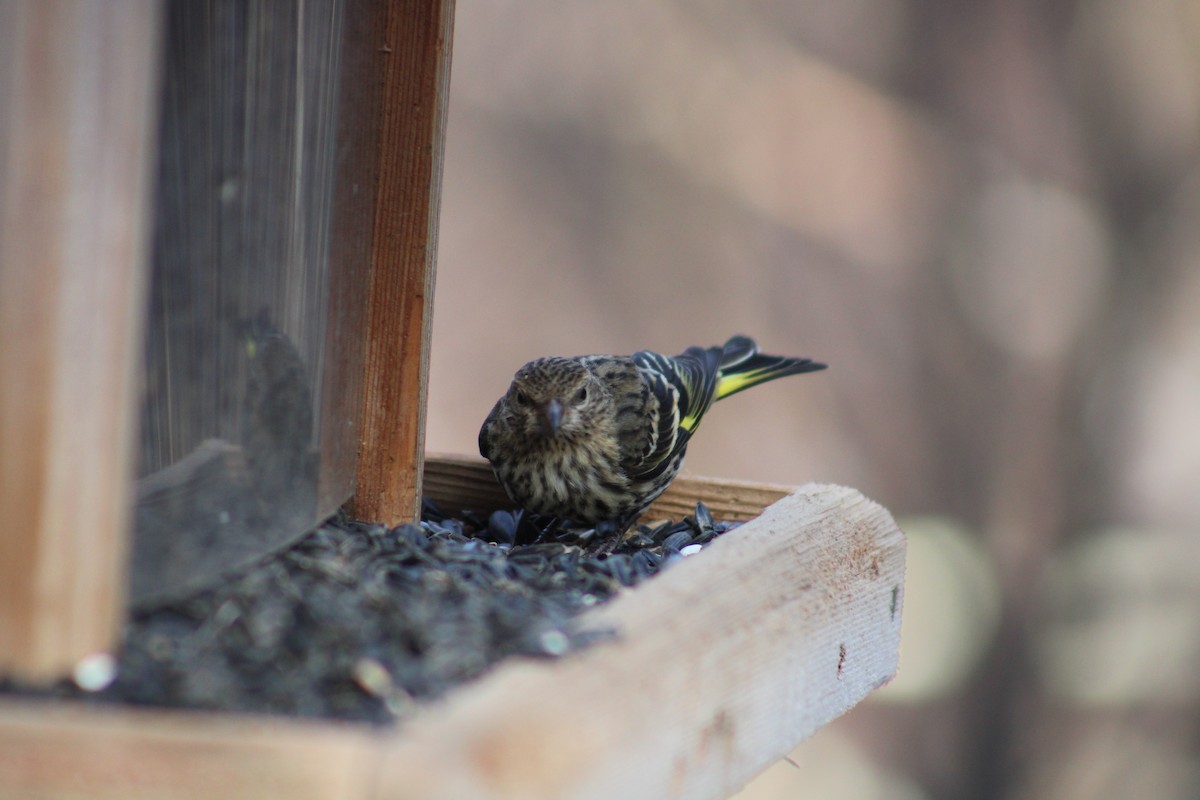 Pine Siskin - ML614831038