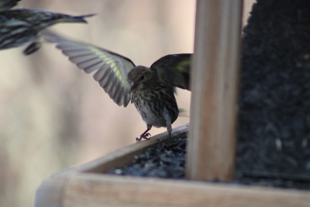 Pine Siskin - ML614831039