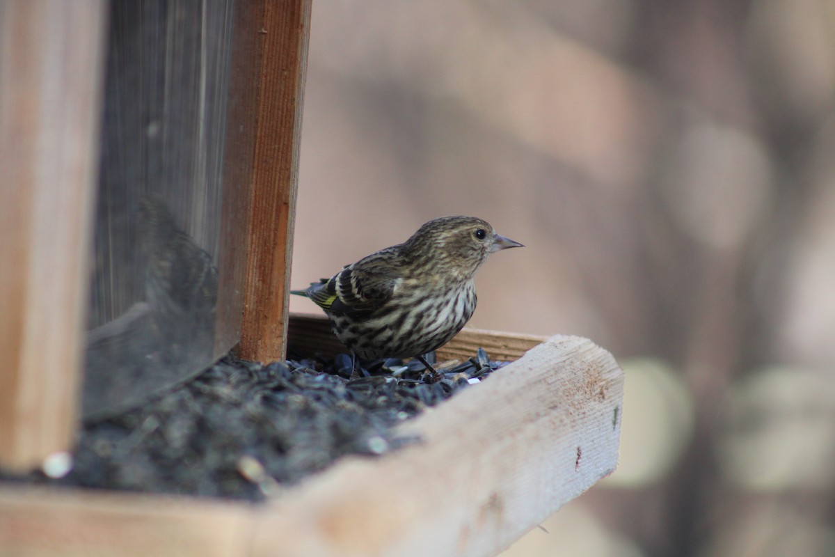 Pine Siskin - ML614831040