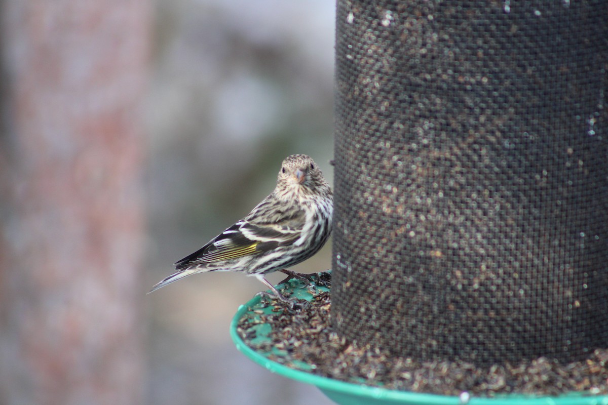 Pine Siskin - ML614831041