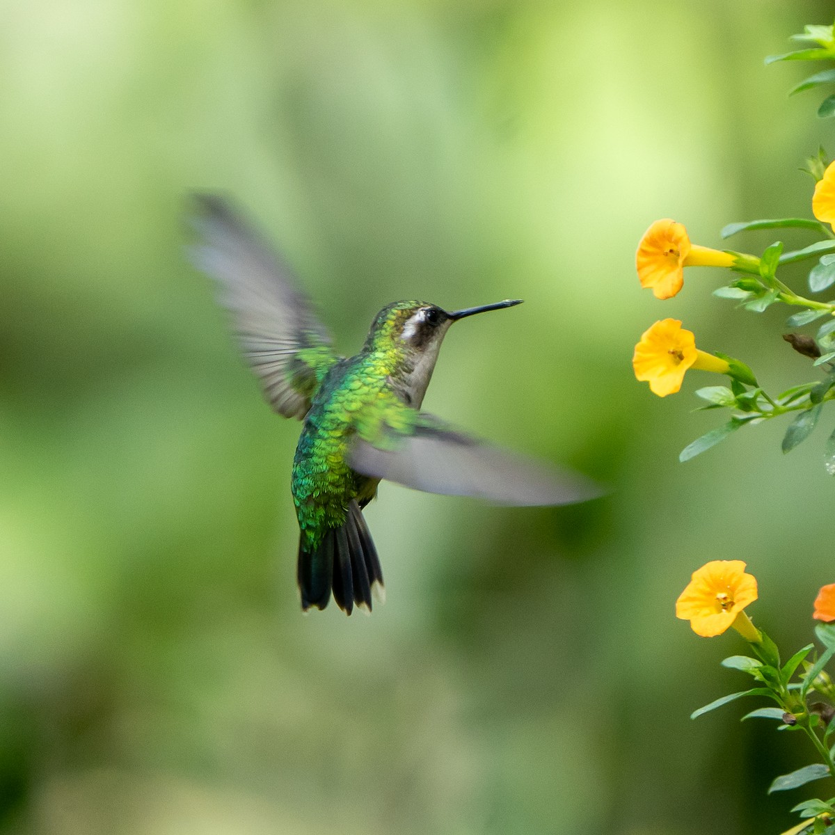 kolibřík blýskavý - ML614831078