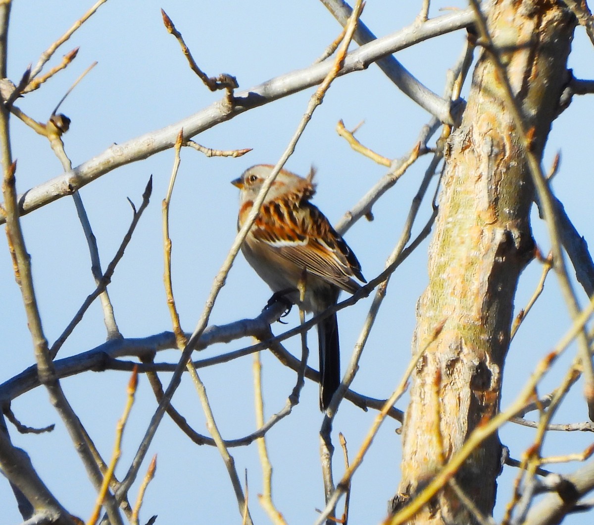 American Tree Sparrow - ML614831208