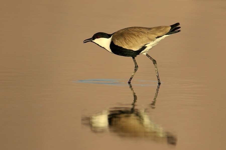 Spur-winged Lapwing - ML614831233