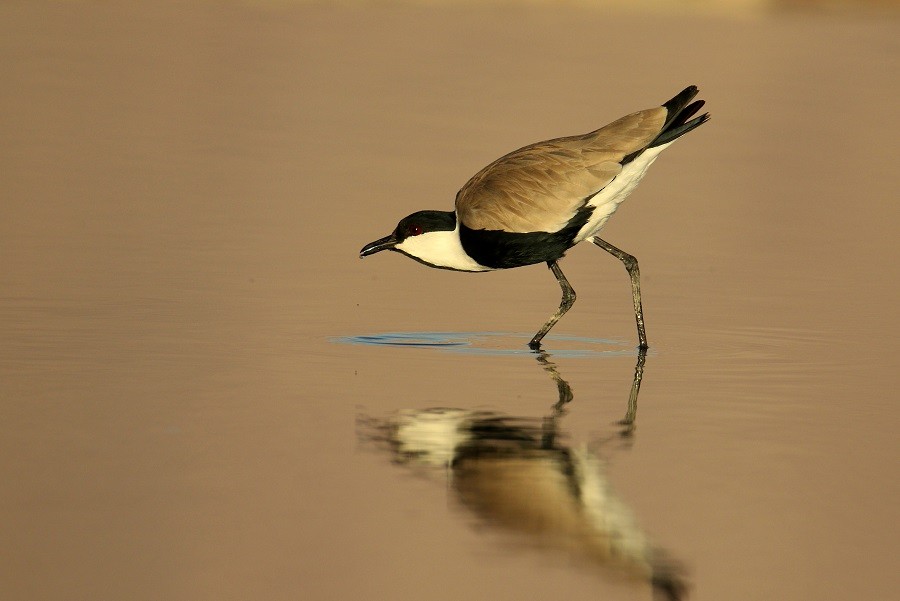 Spur-winged Lapwing - ML614831234