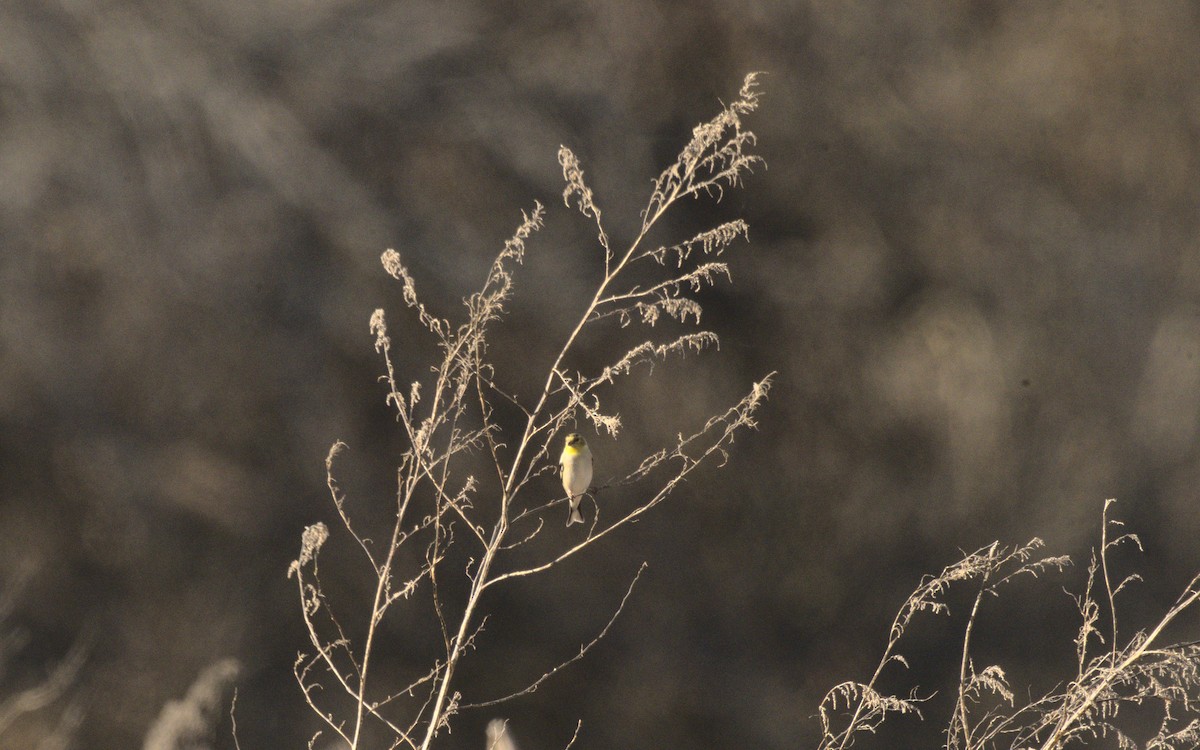 American Goldfinch - ML614831259