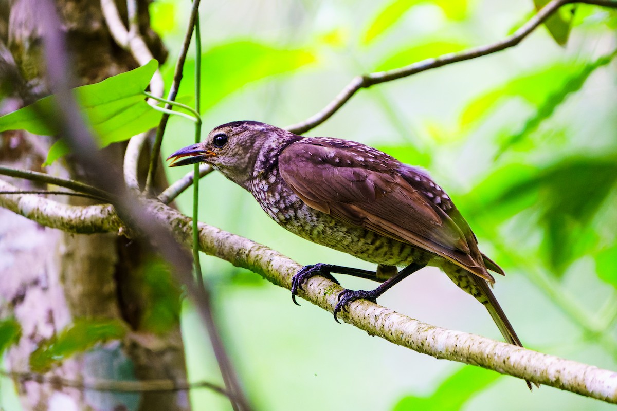 Regent Bowerbird - ML614831268