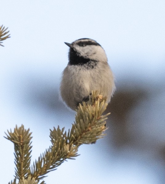 Mountain Chickadee - ML614831300