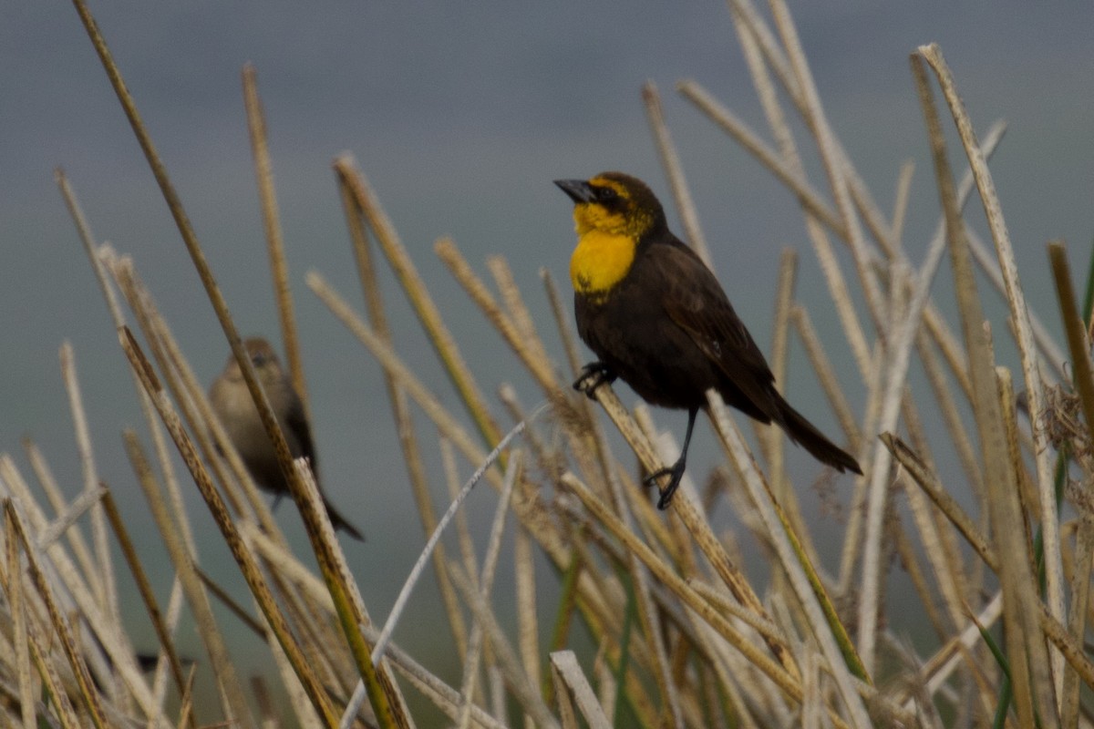 Yellow-headed Blackbird - ML614831302