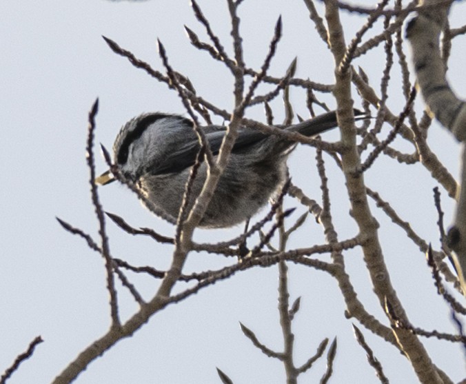 Mountain Chickadee - ML614831304