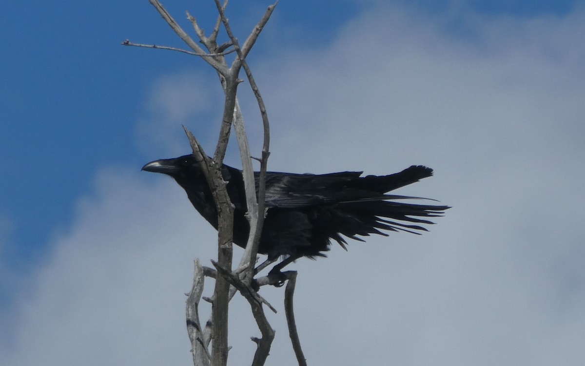 Common Raven - Charlie Saunders