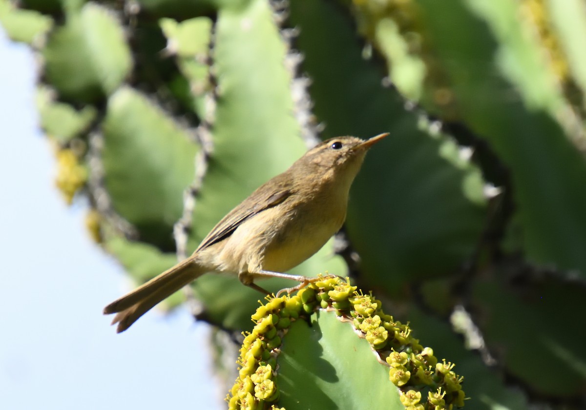 Pouillot des Canaries - ML614831323