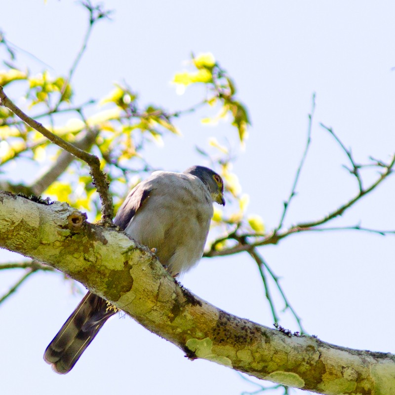 Rufous-thighed Kite - ML614831337