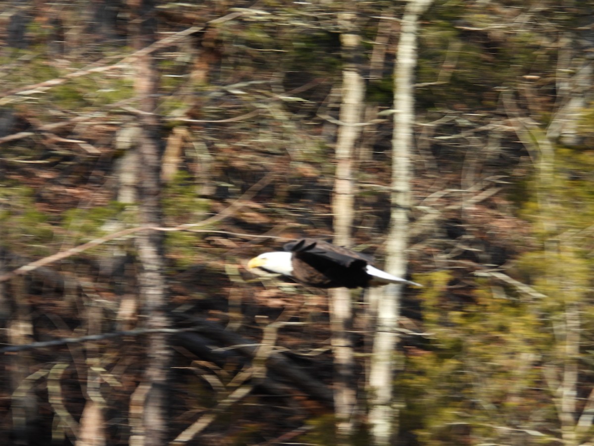 Bald Eagle - ML614831368