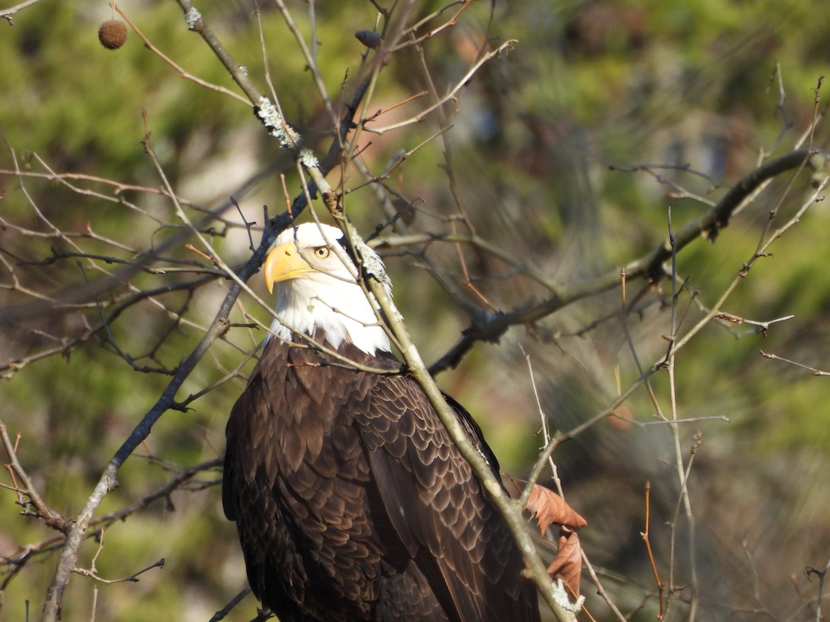 Weißkopf-Seeadler - ML614831373