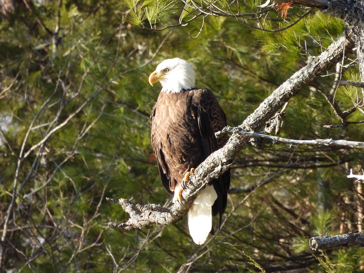 Bald Eagle - ML614831377