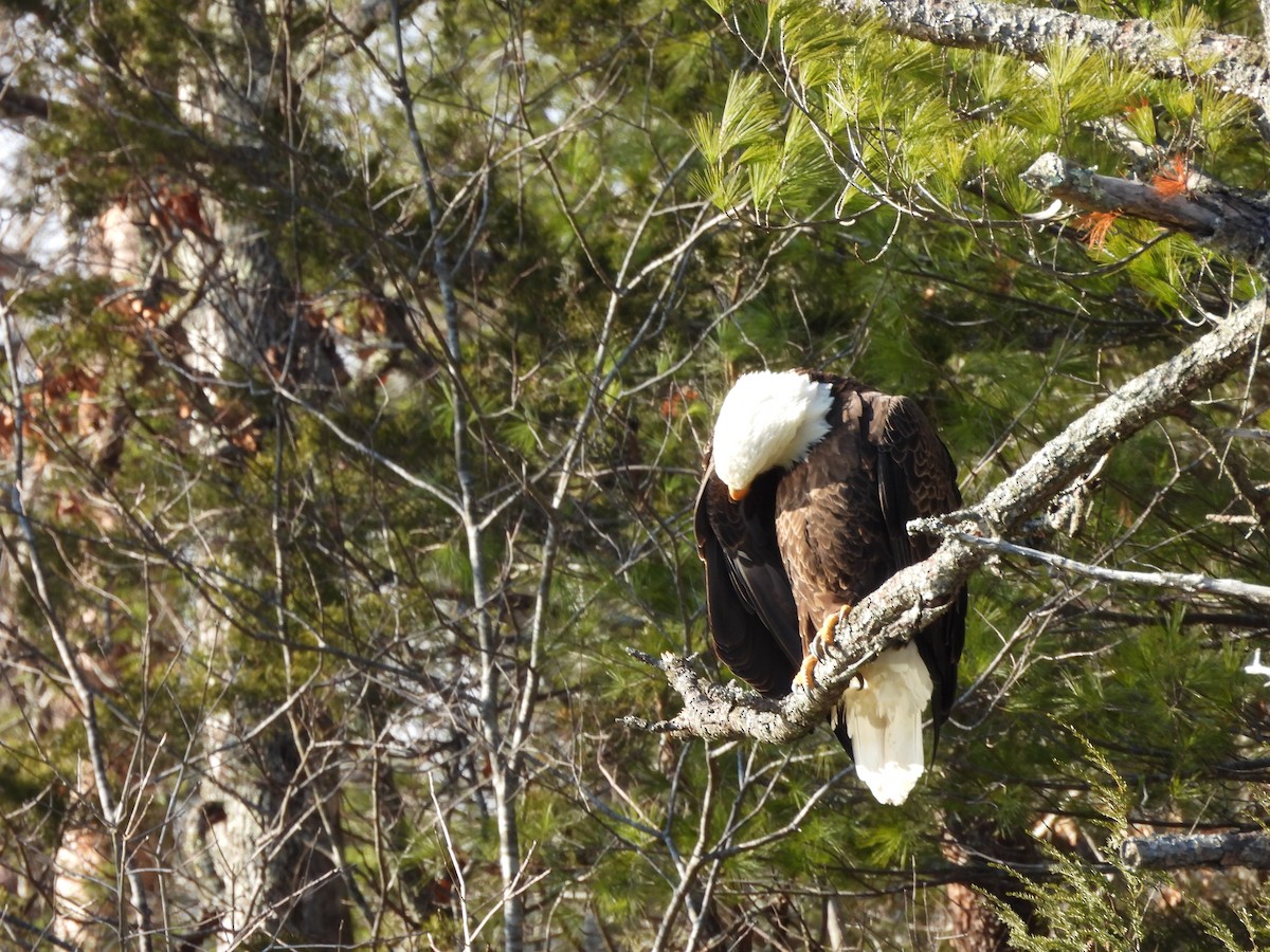 Bald Eagle - ML614831378