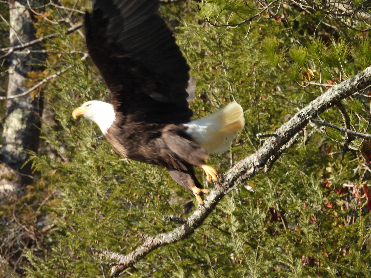 Bald Eagle - ML614831380