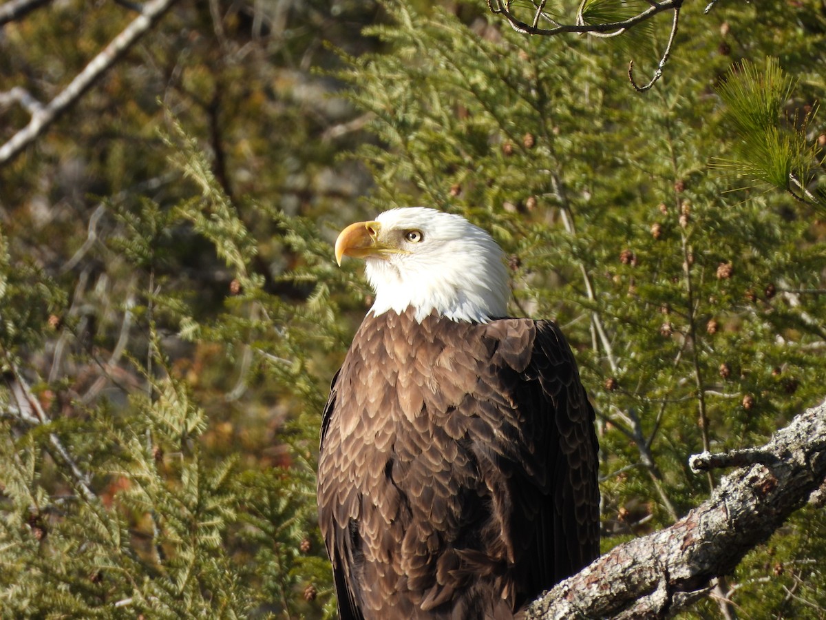 Weißkopf-Seeadler - ML614831381