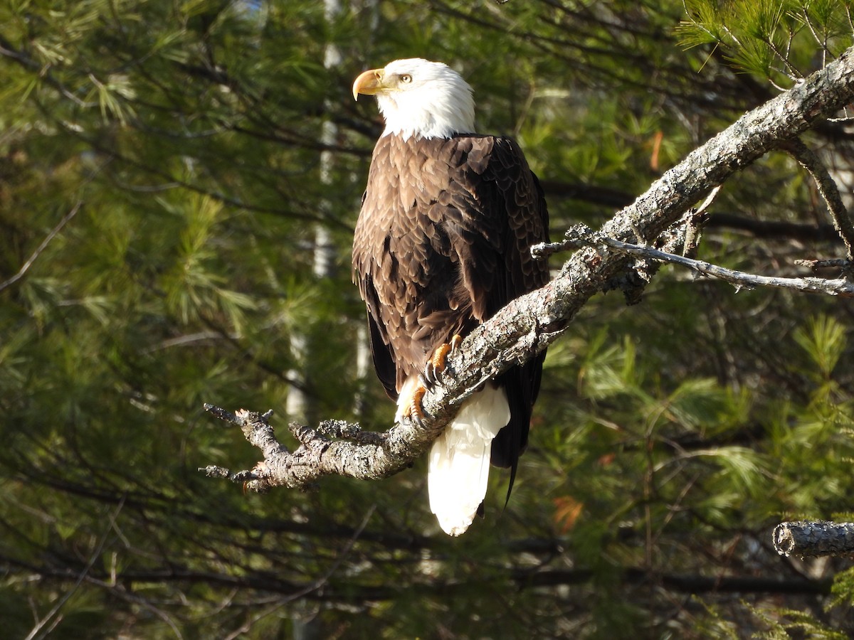 Bald Eagle - Rowan Gray