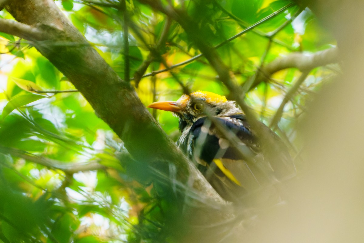 Regent Bowerbird - ML614831436