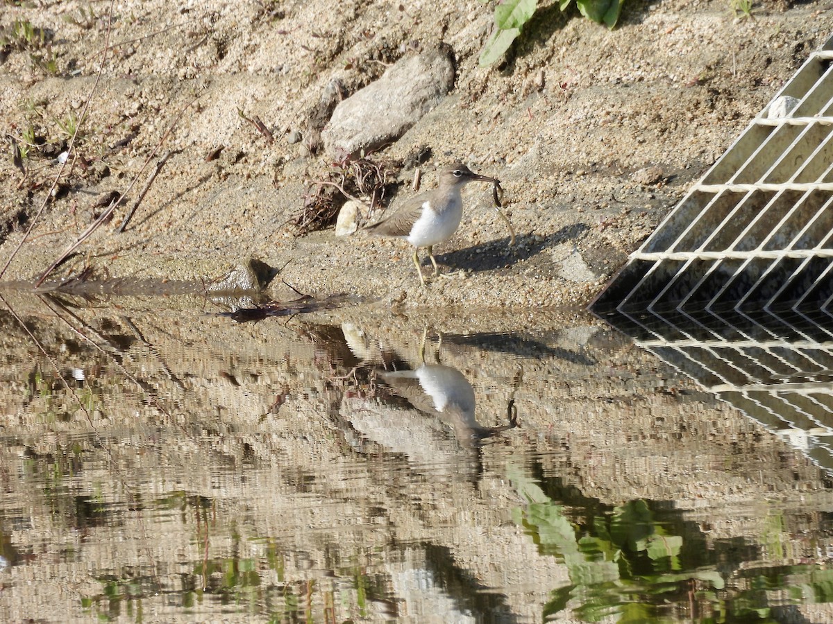 Spotted Sandpiper - ML614831437