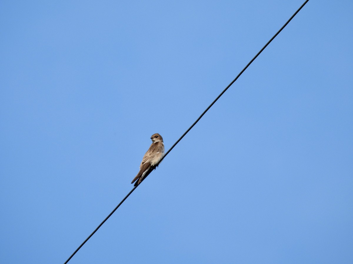 Northern Rough-winged Swallow - Wendy Hodash