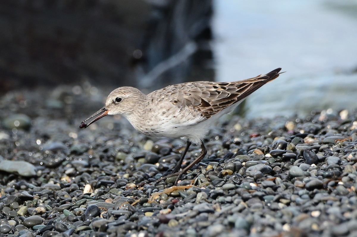 White-rumped Sandpiper - Roman Yaremchuk