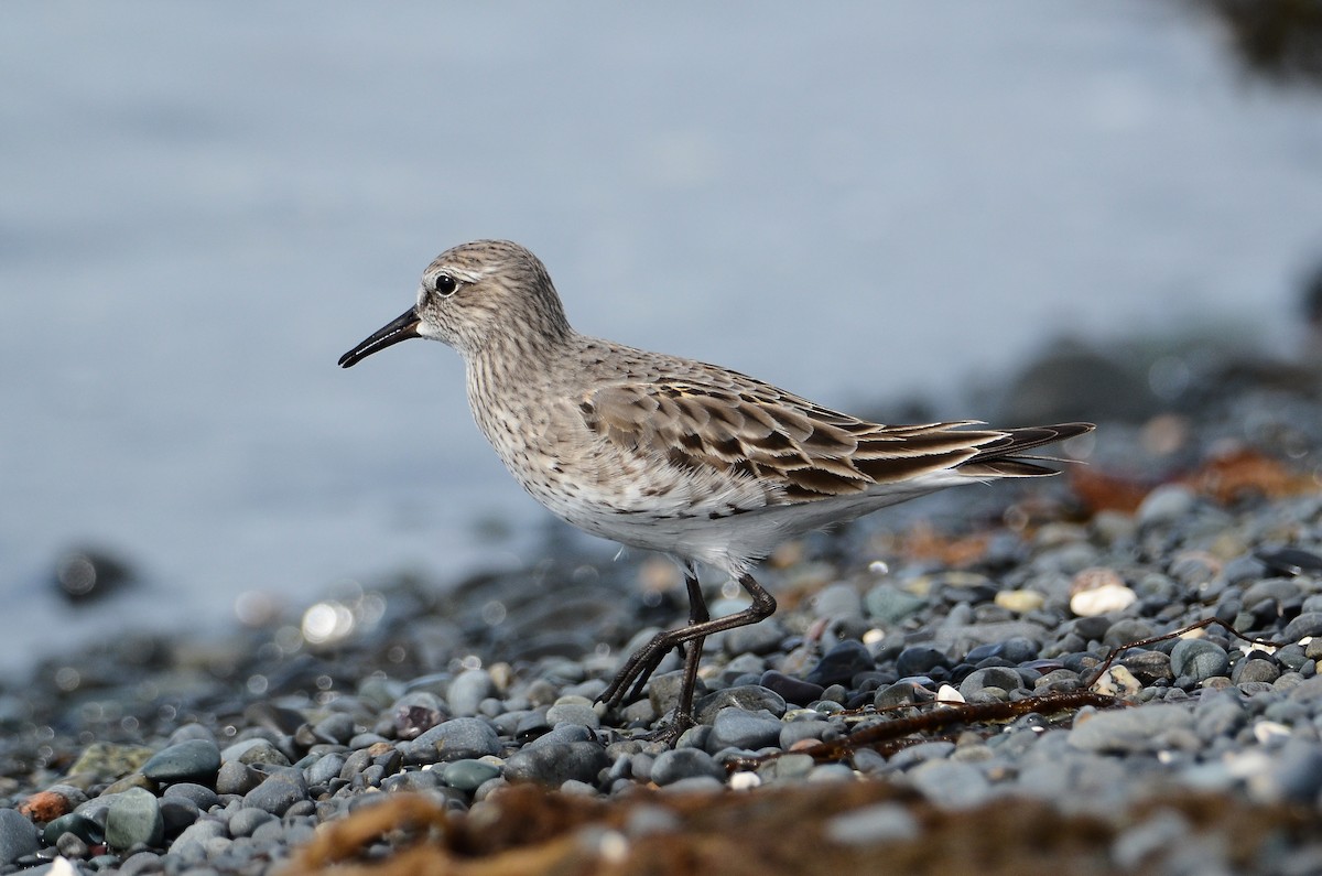 White-rumped Sandpiper - ML614831453