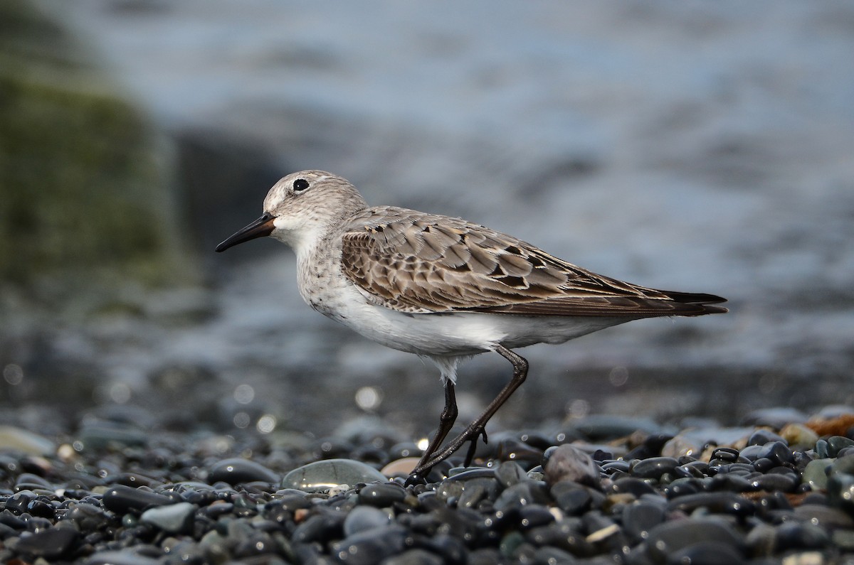 White-rumped Sandpiper - ML614831455