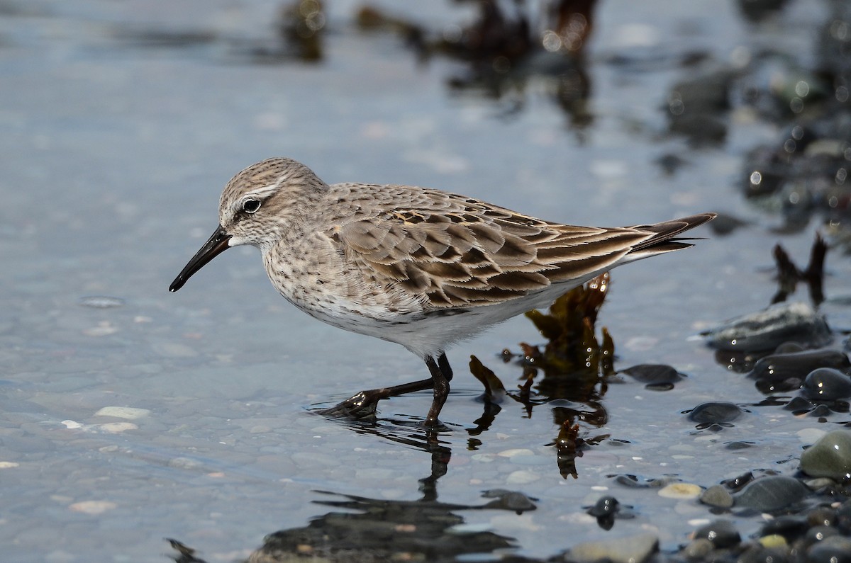 White-rumped Sandpiper - ML614831456