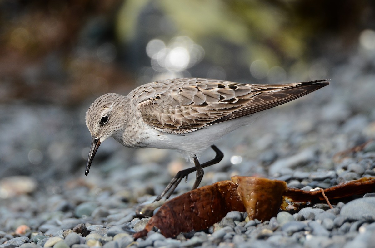 White-rumped Sandpiper - ML614831458