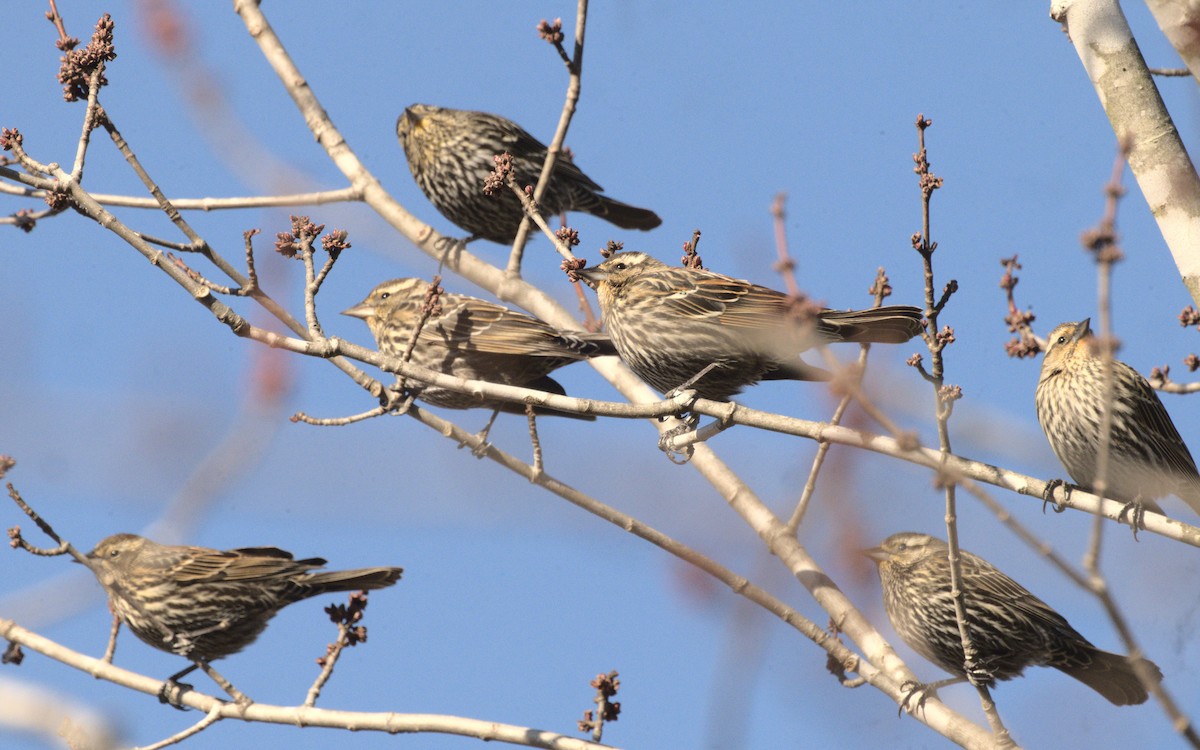 Red-winged Blackbird - ML614831461