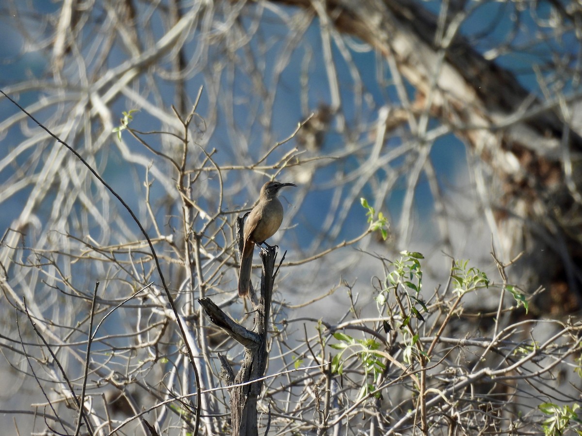 California Thrasher - ML614831465