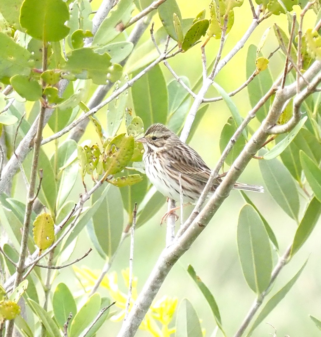 Savannah Sparrow - ML614831516