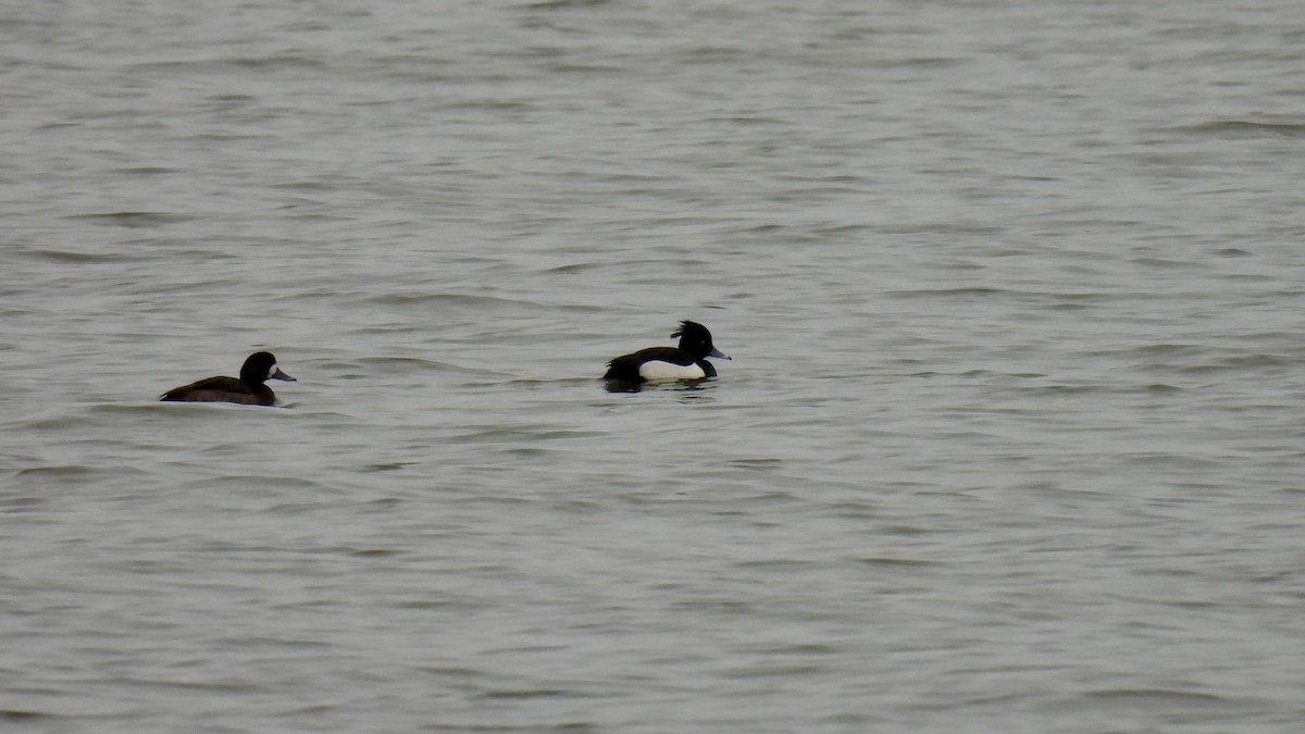 Tufted Duck - ML614831614