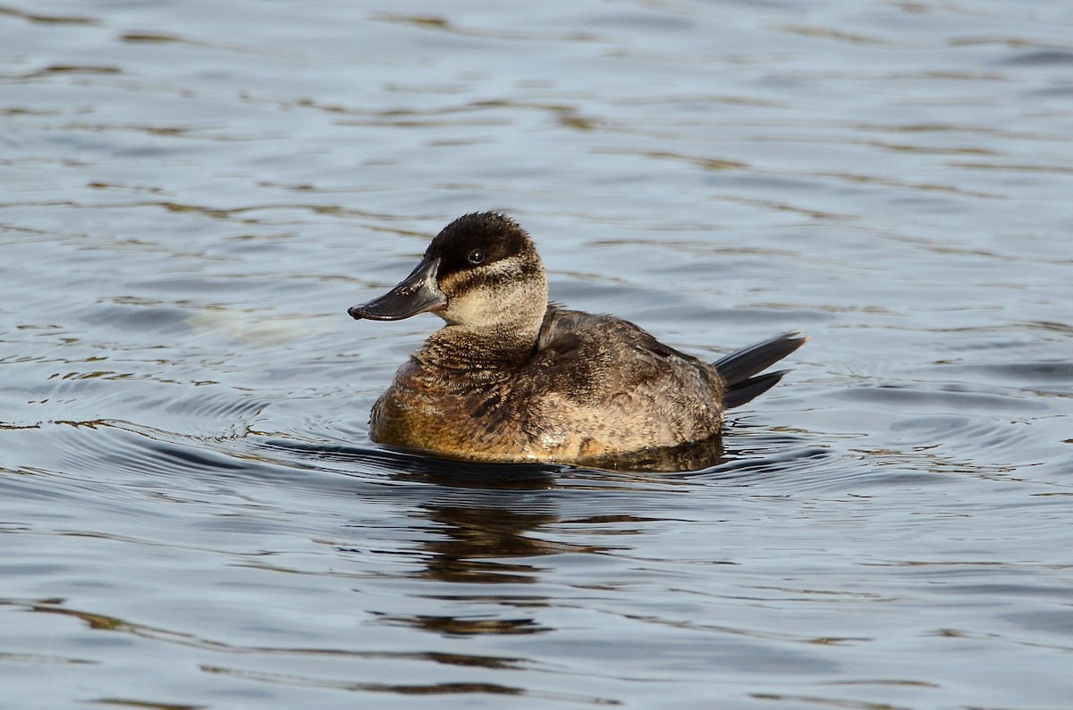 Ruddy Duck - Roman Yaremchuk