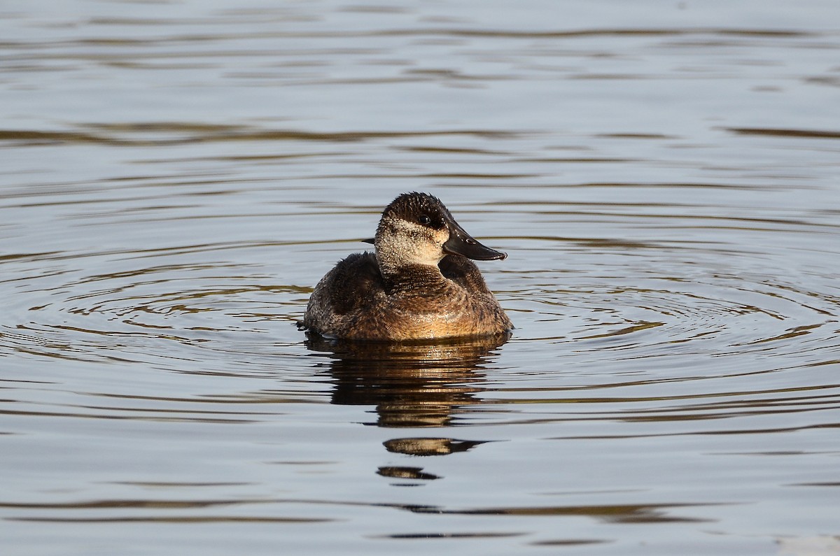 Ruddy Duck - Roman Yaremchuk