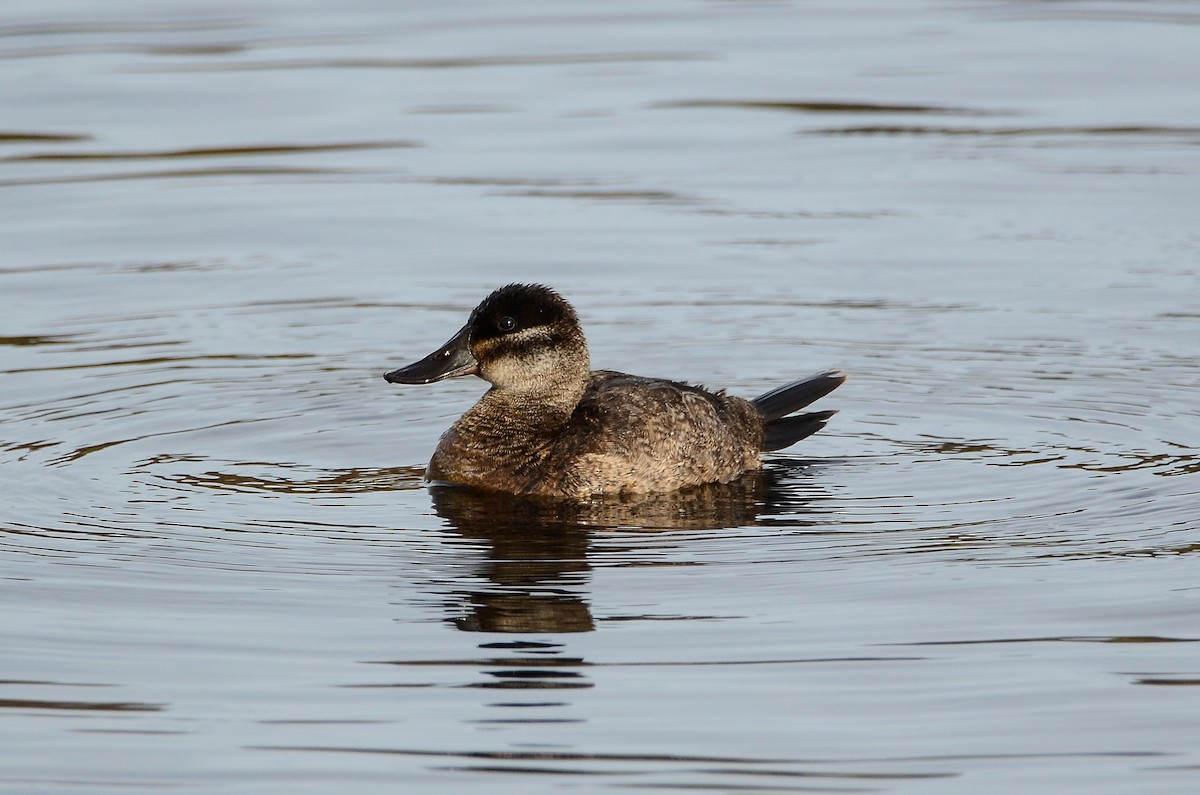 Ruddy Duck - ML614831627