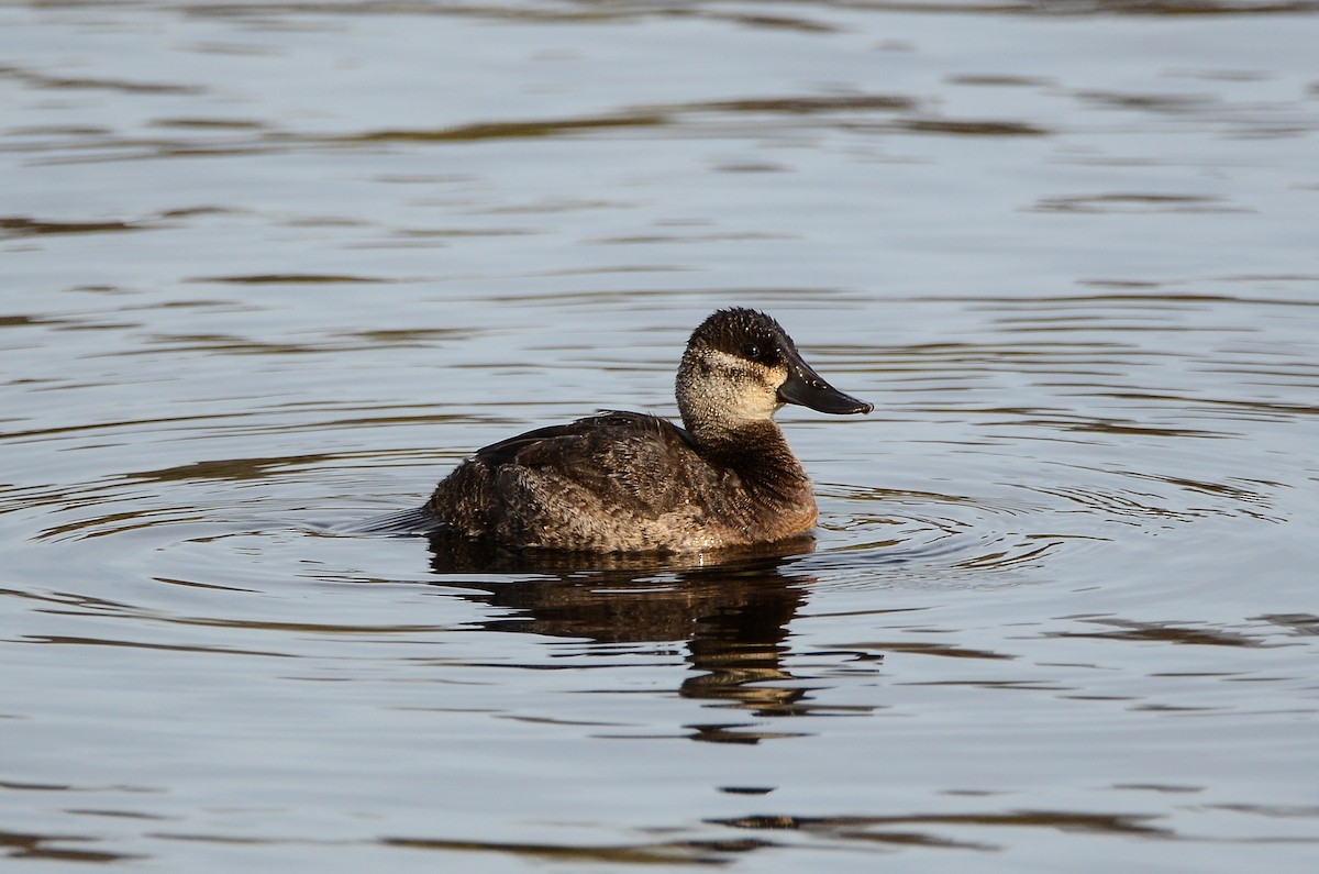 Ruddy Duck - ML614831628