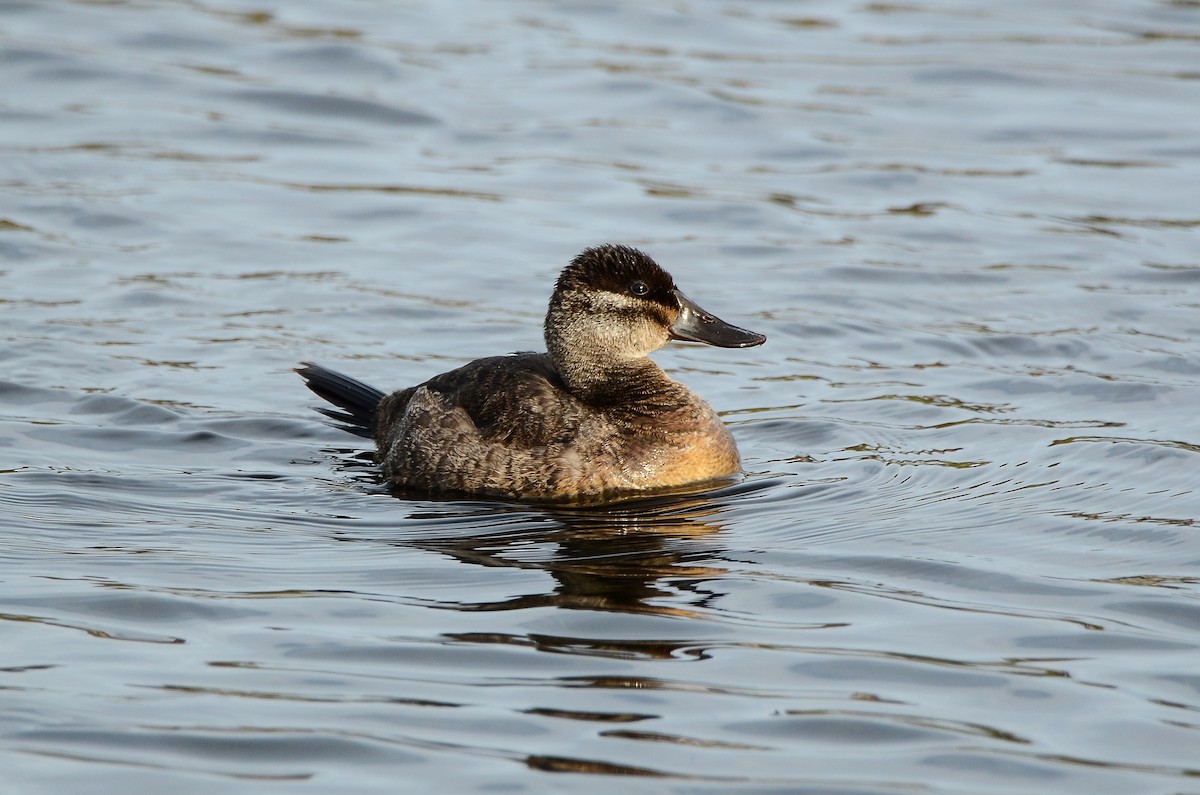 Ruddy Duck - ML614831629